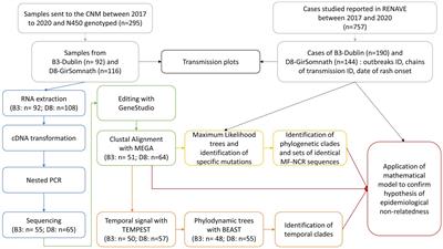 Utility of MF-non coding region for measles molecular surveillance during post-elimination phase, Spain, 2017–2020